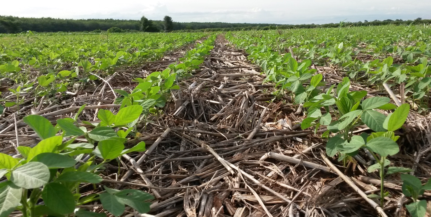 Conservation agriculture